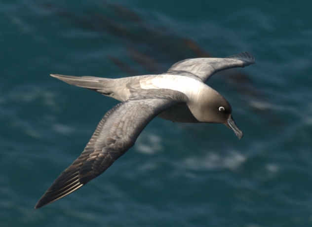 Albatros fuligineux en vol au dessus de l'eau